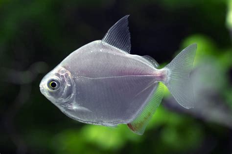 Description Of Silver Dollar Fish. Silver dollar fish, also known as metynnis argenteus, are named after their round, silver-colored shape that resembles the shape and size of a silver dollar. They have a round, disc-like body with an almost flattened appearance. They can grow up to six inches in size, making them one of the larger …